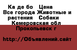 Ка де бо › Цена ­ 25 - Все города Животные и растения » Собаки   . Кемеровская обл.,Прокопьевск г.